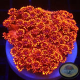 Goniopora spp. „Johnny Blaze“ AD Special