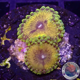 Krustenanemonen “Soprano” WYSIWYG