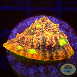 Echinophyllia spp. „Watermelon“