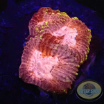 Favia spp. „Tranquility“ WYSIWYG