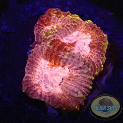 Favia spp. „Tranquility“ WYSIWYG