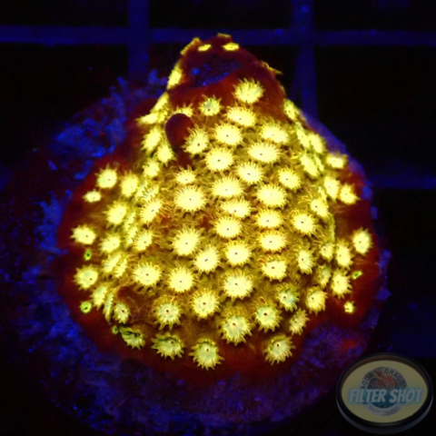 Cyphastrea spp. „Splendiferous“ WYSIWYG
