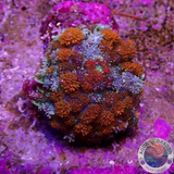 Rhodactis spp. „Firework“ WYSIWYG