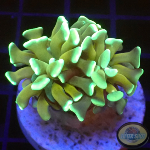 Euphyllia paraancora „Majestic“ AD Special