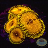 Krustenanemonen „Soprano“ WYSIWYG