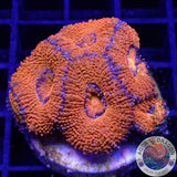 Micromussa spp. „Mars“ WYSIWYG