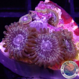 Krustenanemonen „Queen of the South“ WYSIWYG