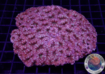 Micromussa spp. “Candy Crush” WYSIWYG