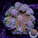 Phymanthus crucifer WYSIWYG