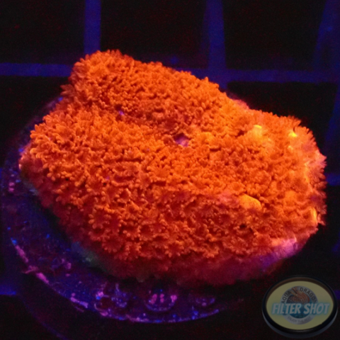 Montipora digitata „Bloody Mary“ WYSIWYG