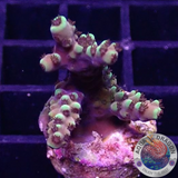 Acropora natalensis 🐉 „Dragon Breath“ AD Special