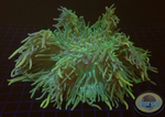 Radianthus crispa WYSIWYG
