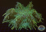 Radianthus crispa WYSIWYG