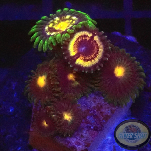 Krustenanemonen „Vampire Nipple Stargazer“ WYSIWYG