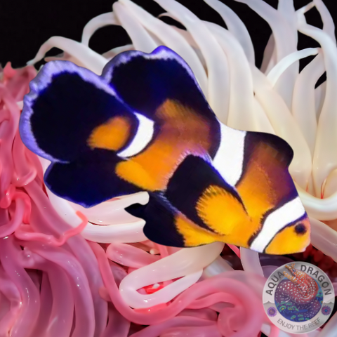 Amphiprion percula „Longfin“ Nachzucht