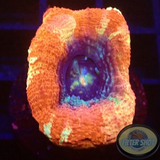 Homophyllia bowerbanki „Sicario“ WYSIWYG