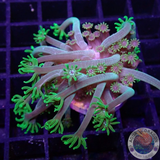 Alveopora spp. „Octo Flower“