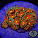 Micromussa amakusensis „Gold Eye Tiger“ WYSIWYG