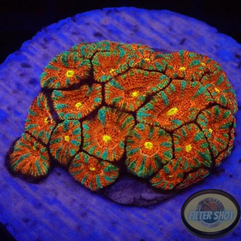 Micromussa amakusensis „Gold Eye Tiger“ WYSIWYG
