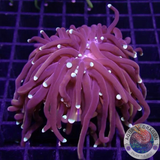 Euphyllia glabrescens “Hellfire” WYSIWYG