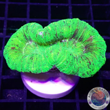Trachyphyllia spp. „Marble“ WYSIWYG