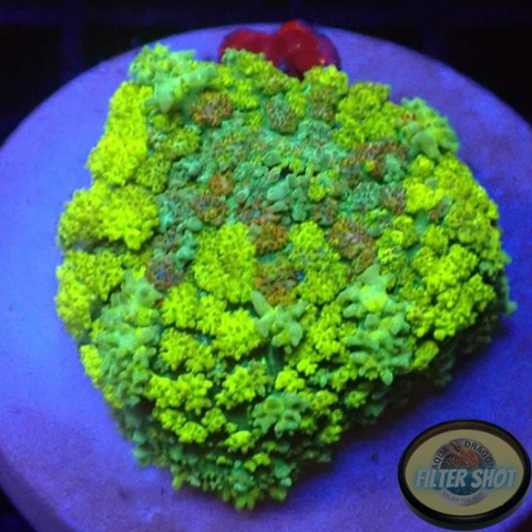 Rhodactis spp. „Bouncy Lime“ 🍋‍🟩 WYSIWYG