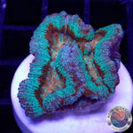Australophyllia wilsoni „Lord of the Ocean“ WYSIWYG