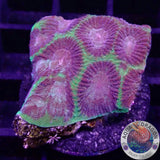 Favia spp. „Prism“