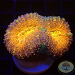 Lobophyllia spp. „Golden Pumpkin“ WYSIWYG