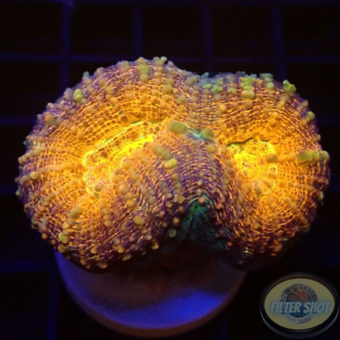 Lobophyllia spp. „Golden Pumpkin“ WYSIWYG