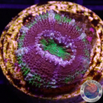Micromussa spp. „Jumanji“ AD Special