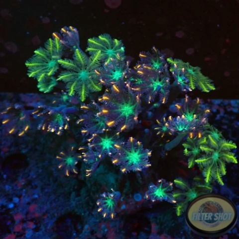 Clavularia viridis „Sparkle“ WYSIWYG