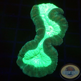 Caulastraea spp. „Toxic Mirror“ WYSIWYG