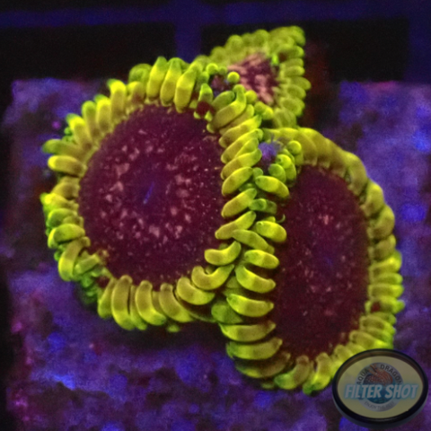 Krustenanemonen „Thermosphere“ WYSIWYG „AD Special“