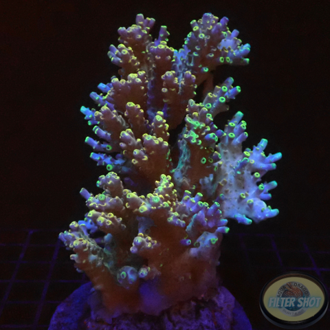 Acropora spp. „Yellow Horn“ WYSIWYG „AD Special“