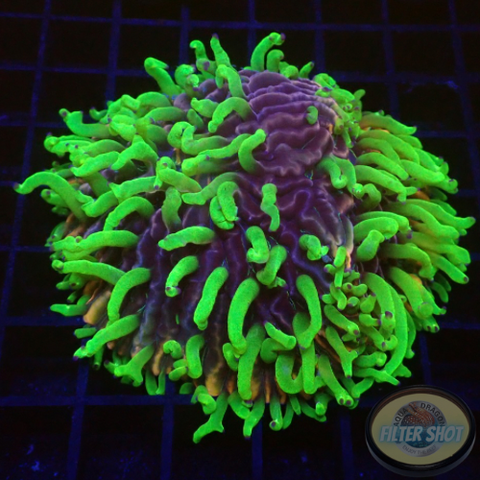 Fungia spp. „Double Rainbow“ WYSIWYG