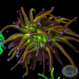 Euphyllia glabrescens „Hellraiser“ WYSIWYG