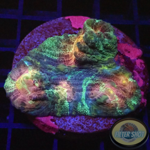 Mycedium spp. „Rainbow Galaxy“ 🌈 WYSIWYG