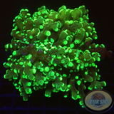 Euphyllia yaeyamaensis „Toxic Yaya“ WYSIWYG