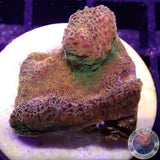 Echinophyllia spp. „Gold Rush“ WYSIWYG „AD Special“