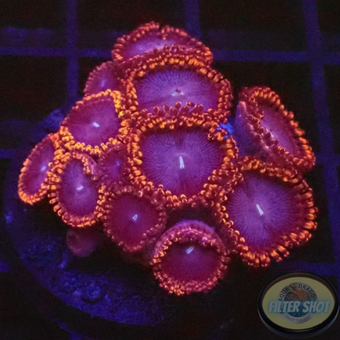 Krustenanemonen „Superman“ WYSIWYG