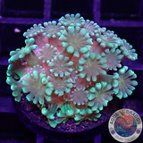 Alveopora spp. „Orange Heart“ AD Special