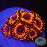 Krustenanemonen „Poinsettia“ WYSIWYG