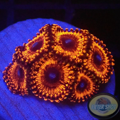 Krustenanemonen „Poinsettia“ WYSIWYG