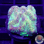 Platygyra spp. “Labyrinth” WYSIWYG