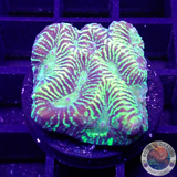 Platygyra spp. “Labyrinth” WYSIWYG
