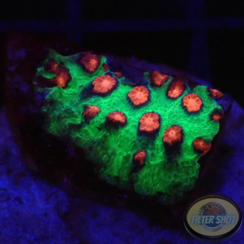 Cyphastrea spp. „Alien Pox“ WYSIWYG „AD Special“