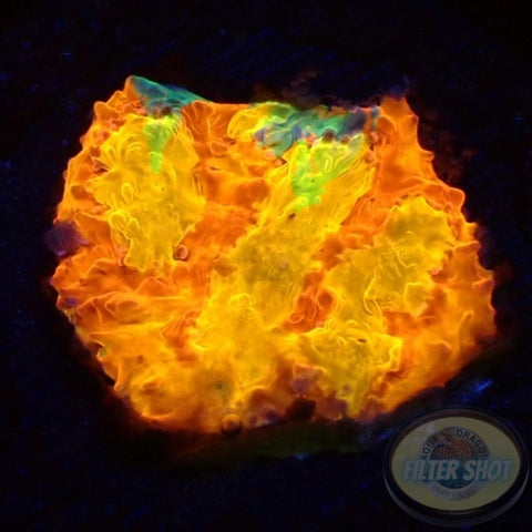 Echinophyllia aspera 🌈 „Rainbow Fuego“ WYSIWYG