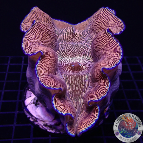 Tridacna derasa WYSIWYG