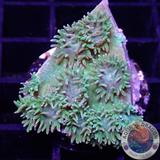 Duncanopsammia peltata „Toxic“